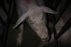 Sow stalls at Wasleys Piggery SA - Australian pig farming - Captured at Wasleys Piggery, Pinkerton Plains SA Australia.