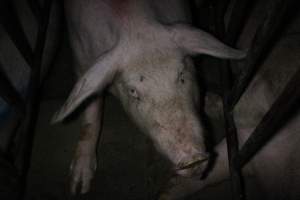 Sow stalls at Wasleys Piggery SA - Australian pig farming - Captured at Wasleys Piggery, Pinkerton Plains SA Australia.