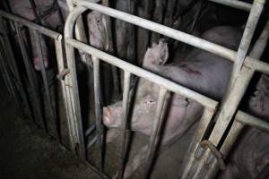 Sow stalls at Sheaoak Piggery SA - Australian pig farming - Captured at Sheaoak Piggery, Shea-Oak Log SA Australia.