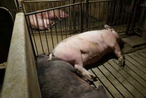 Group sow housing - Australian pig farming - Captured at Yelmah Piggery, Magdala SA Australia.