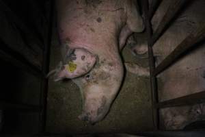 Sow stalls at Wasleys Piggery SA - Australian pig farming - Captured at Wasleys Piggery, Pinkerton Plains SA Australia.