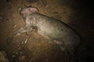 Dead grower pig outside - Australian pig farming - Captured at Willawa Piggery, Grong Grong NSW Australia.