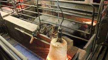 Cat on side of farrowing crate - Australian pig farming - Captured at Yelmah Piggery, Magdala SA Australia.