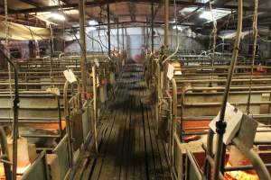 Farrowing crates at Yelmah Piggery SA - Australian pig farming - Captured at Yelmah Piggery, Magdala SA Australia.