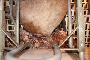 Stillborn piglets - Australian pig farming - Captured at Grong Grong Piggery, Grong Grong NSW Australia.