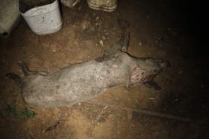 Dead grower pig outside - Australian pig farming - Captured at Willawa Piggery, Grong Grong NSW Australia.