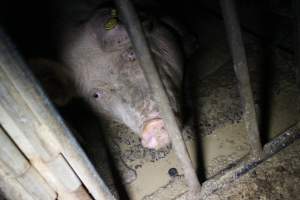 Sow stalls at Sheaoak Piggery SA - Australian pig farming - Captured at Sheaoak Piggery, Shea-Oak Log SA Australia.