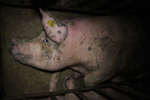 Sow stalls at Wasleys Piggery SA - Australian pig farming - Captured at Wasleys Piggery, Pinkerton Plains SA Australia.