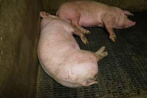 Group sow housing - Australian pig farming - Captured at Yelmah Piggery, Magdala SA Australia.