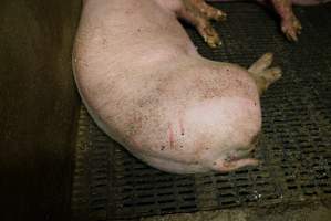 Group sow housing - Australian pig farming - Captured at Yelmah Piggery, Magdala SA Australia.