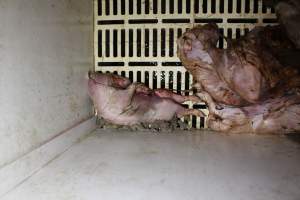 Stillborn piglets - Australian pig farming - Captured at Grong Grong Piggery, Grong Grong NSW Australia.