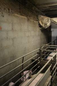 Farrowing crates at Yelmah Piggery SA - Australian pig farming - Captured at Yelmah Piggery, Magdala SA Australia.