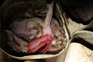 Buckets of dead piglets - Australian pig farming - Captured at Willawa Piggery, Grong Grong NSW Australia.