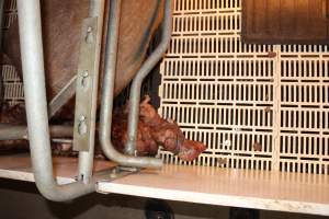 Stillborn piglets - Australian pig farming - Captured at Grong Grong Piggery, Grong Grong NSW Australia.