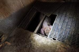 Sow fallen into waste pit under pens - Australian pig farming - Captured at Yelmah Piggery, Magdala SA Australia.