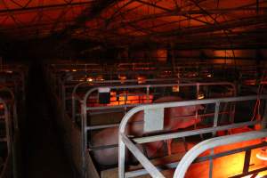 Farrowing crates at Finniss Park Piggery SA - Australian pig farming - Captured at Finniss Park Piggery, Mannum SA Australia.