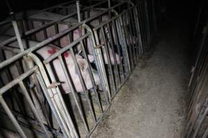 Sow stalls at Sheaoak Piggery SA - Australian pig farming - Captured at Sheaoak Piggery, Shea-Oak Log SA Australia.