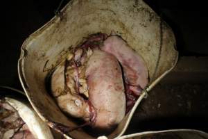 Buckets of dead piglets - Australian pig farming - Captured at Willawa Piggery, Grong Grong NSW Australia.