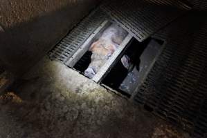 Sow fallen into waste pit under pens - Australian pig farming - Captured at Yelmah Piggery, Magdala SA Australia.