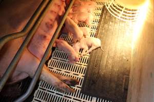Farrowing crates at Grong Grong Piggery NSW - Australian pig farming - Captured at Grong Grong Piggery, Grong Grong NSW Australia.