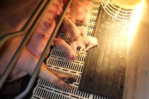 Farrowing crates at Grong Grong Piggery NSW - Australian pig farming - Captured at Grong Grong Piggery, Grong Grong NSW Australia.