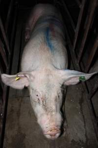 Sow stalls at Wasleys Piggery SA - Australian pig farming - Captured at Wasleys Piggery, Pinkerton Plains SA Australia.