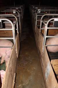 Farrowing crates at Finniss Park Piggery SA - Australian pig farming - Captured at Finniss Park Piggery, Mannum SA Australia.