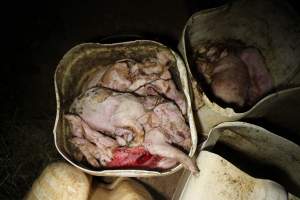 Buckets of dead piglets - Australian pig farming - Captured at Willawa Piggery, Grong Grong NSW Australia.