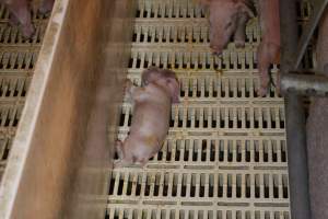 Farrowing crates at Grong Grong Piggery NSW - Australian pig farming - Captured at Grong Grong Piggery, Grong Grong NSW Australia.