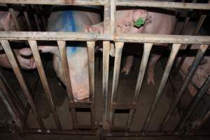 Sow stalls at Wasleys Piggery SA - Australian pig farming - Captured at Wasleys Piggery, Pinkerton Plains SA Australia.