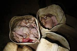 Buckets of dead piglets - Australian pig farming - Captured at Willawa Piggery, Grong Grong NSW Australia.