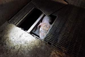 Sow fallen into waste pit under pens - Australian pig farming - Captured at Yelmah Piggery, Magdala SA Australia.