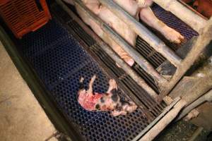 Dead piglet, partially eaten - Australian pig farming - Captured at Yelmah Piggery, Magdala SA Australia.