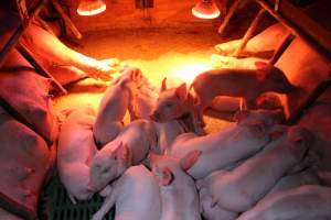 Farrowing crates at Finniss Park Piggery SA - Australian pig farming - Captured at Finniss Park Piggery, Mannum SA Australia.