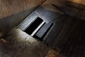 Grate floor open - Australian pig farming - Captured at Yelmah Piggery, Magdala SA Australia.