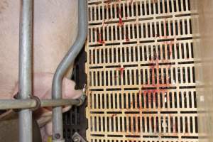 Blood on farrowing crate floor - Australian pig farming - Captured at Grong Grong Piggery, Grong Grong NSW Australia.