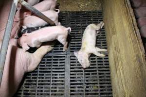 Farrowing crates at Finniss Park Piggery SA - Australian pig farming - Captured at Finniss Park Piggery, Mannum SA Australia.