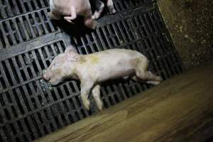 Farrowing crates at Finniss Park Piggery SA - Australian pig farming - Captured at Finniss Park Piggery, Mannum SA Australia.