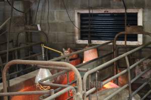 Cat in farrowing shed - Australian pig farming - Captured at Yelmah Piggery, Magdala SA Australia.