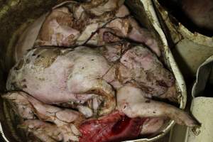 Buckets of dead piglets - Australian pig farming - Captured at Willawa Piggery, Grong Grong NSW Australia.