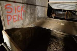 Sick pen - Australian pig farming - Captured at Yelmah Piggery, Magdala SA Australia.