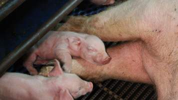 Farrowing crates at Yelmah Piggery SA - Australian pig farming - Captured at Yelmah Piggery, Magdala SA Australia.