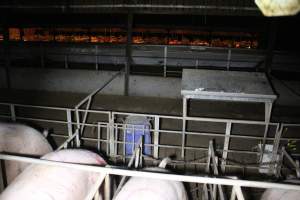 Farrowing shed visible through window of sow stall shed - Australian pig farming - Captured at Sheaoak Piggery, Shea-Oak Log SA Australia.