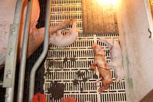 Farrowing crates at Grong Grong Piggery NSW - Australian pig farming - Captured at Grong Grong Piggery, Grong Grong NSW Australia.