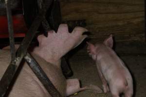 Farrowing crates at Finniss Park Piggery SA - Australian pig farming - Captured at Finniss Park Piggery, Mannum SA Australia.