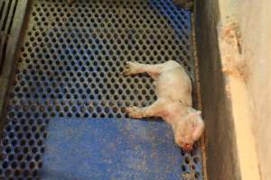 Farrowing crates at Yelmah Piggery SA - Australian pig farming - Captured at Yelmah Piggery, Magdala SA Australia.