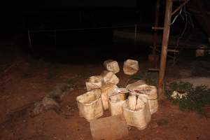 Buckets of dead piglets - Australian pig farming - Captured at Willawa Piggery, Grong Grong NSW Australia.