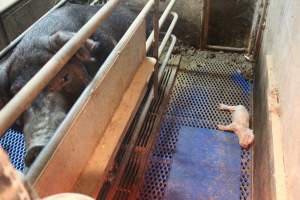 Farrowing crates at Yelmah Piggery SA - Australian pig farming - Captured at Yelmah Piggery, Magdala SA Australia.