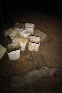 Dead grower pig and buckets of dead piglets outside - Australian pig farming - Captured at Willawa Piggery, Grong Grong NSW Australia.