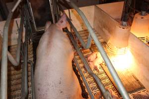 Farrowing crates at Grong Grong Piggery NSW - Australian pig farming - Captured at Grong Grong Piggery, Grong Grong NSW Australia.